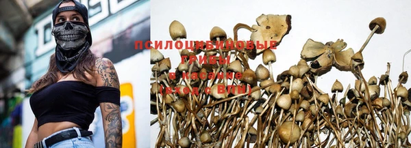 PSILOCYBIN Бугульма