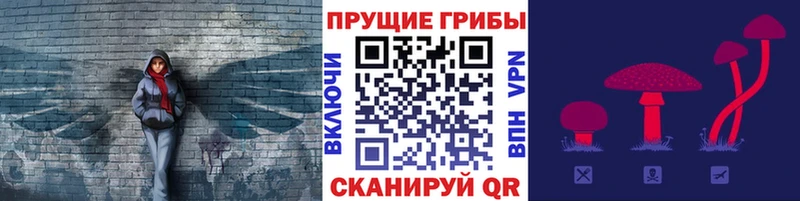 Купить закладки  Котельнич  Псилоцибиновые грибы Cubensis 